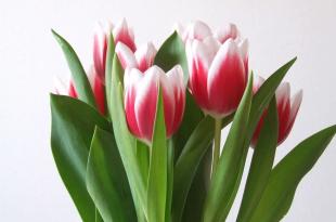 Тюльпаны - посадка и уход в открытом грунте в подмосковье и на урале