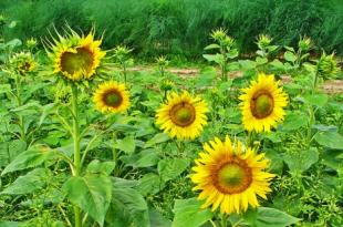 Как да засадите слънчогледи на открито