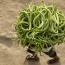 Neparasts augs jūsu vasarnīcā - serpentīna melone