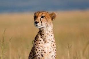 Svajonių gepardo aiškinimas svajonių knygose