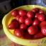 Solone pomidory - przepisy na zimę
